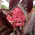 Viburnum Brandywine