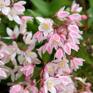 Yuki Cherry Blossom™ Deutzia