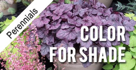 Online And Retail Garden Center In Zeeland Michigan
