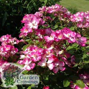Shrub Care Planting Growing Cultural Information Caring For Your Shrubs