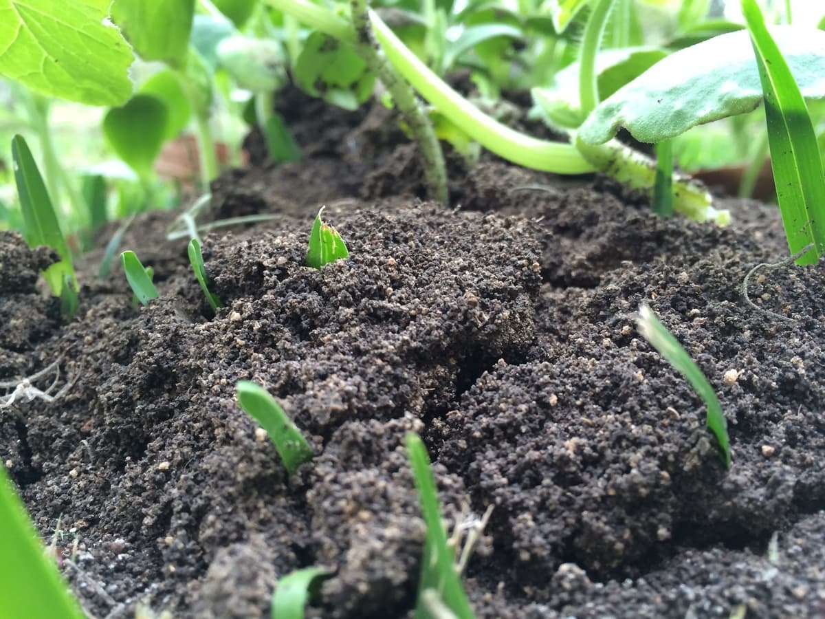 soil in landscape