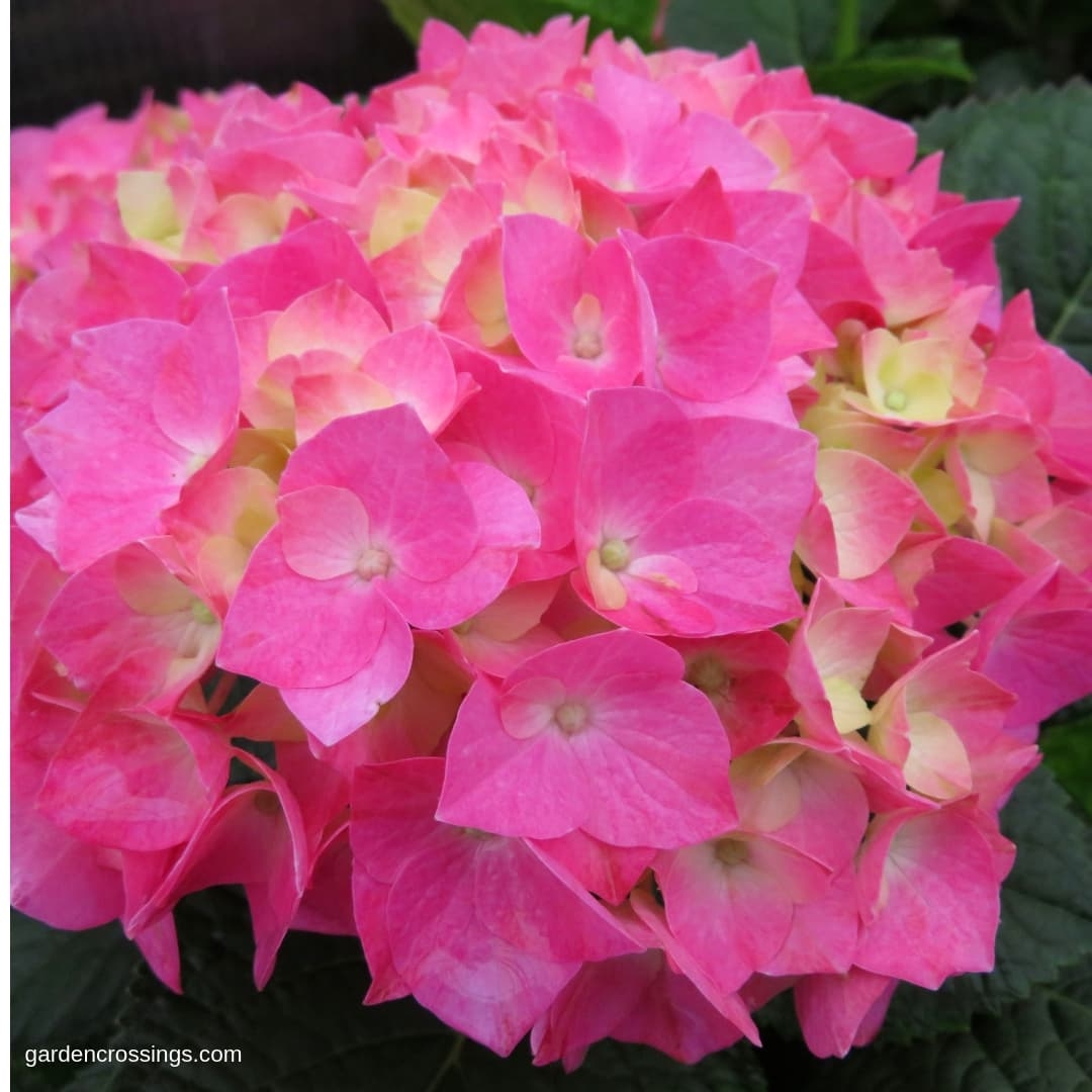 Bigleaf Hydrangea Bigleaf Hydrangea