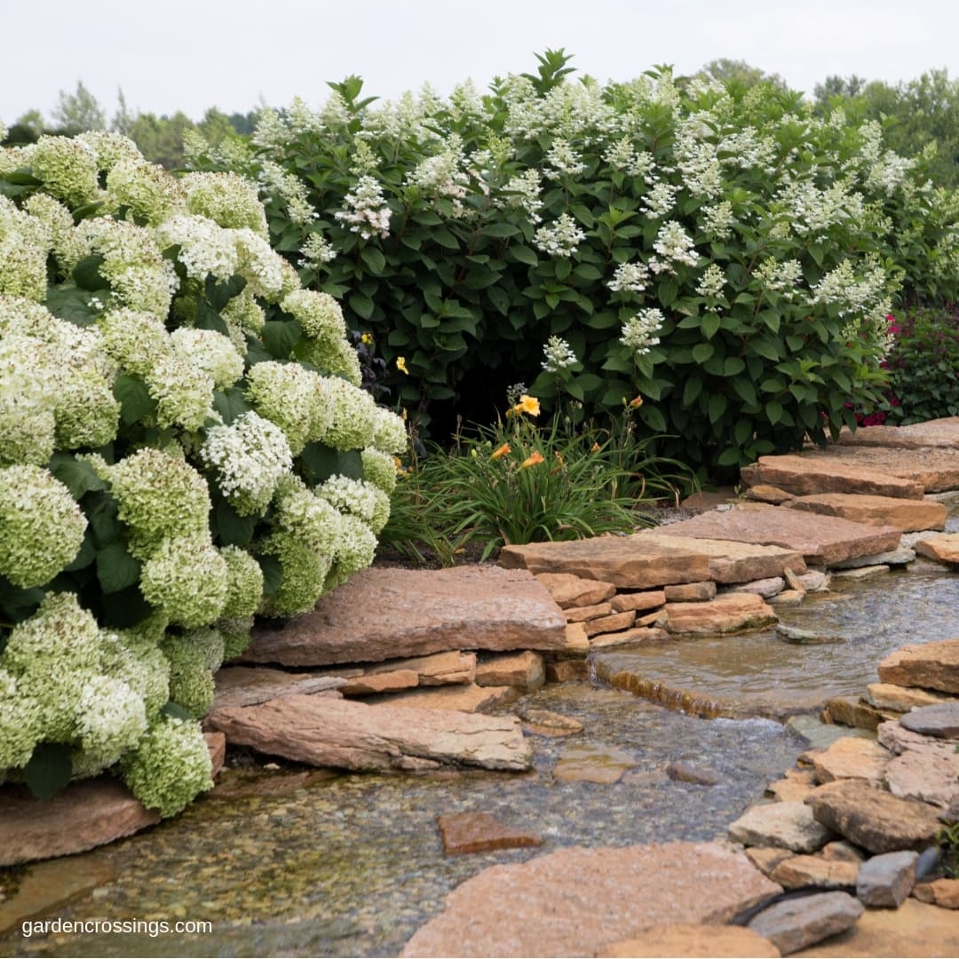 Landscape Hydrangea