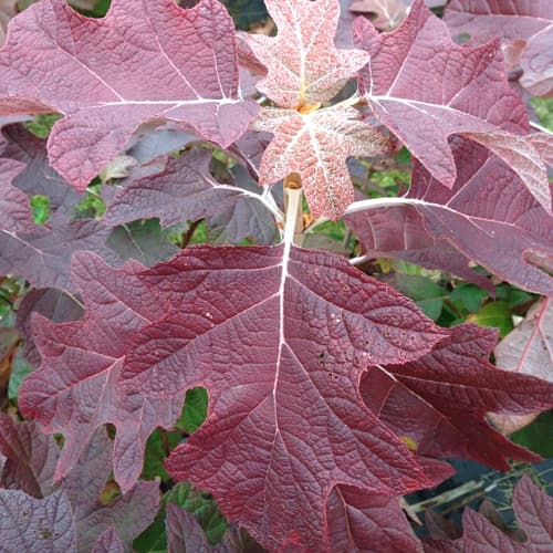 Oakleaf hydrangea