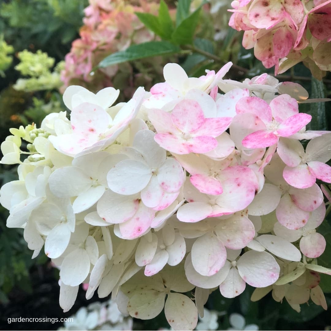 Panicle Hydrangea