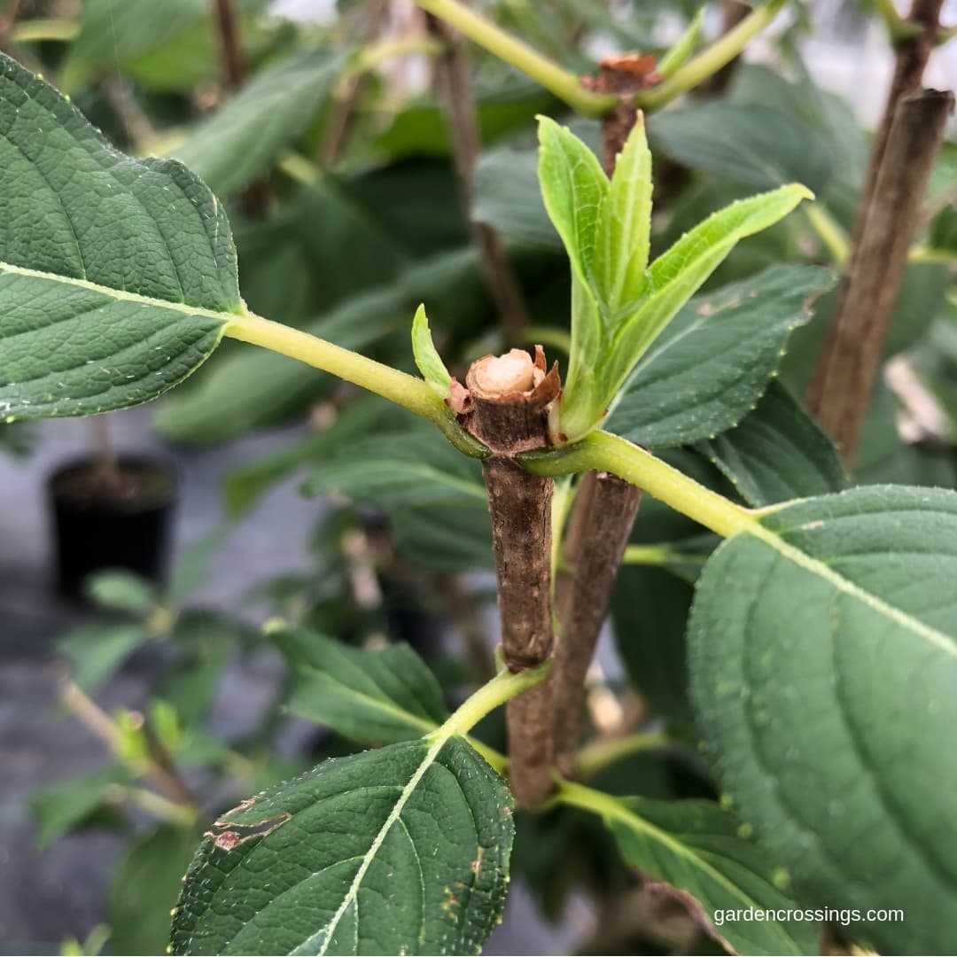 Pruned Stem