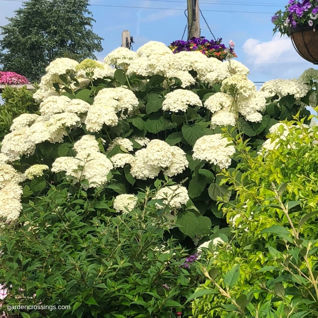 Smooth Hydrangea