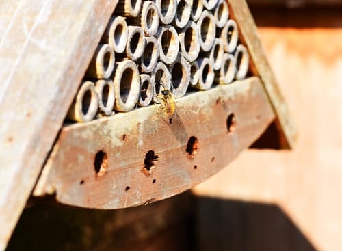 Mason Bee with House