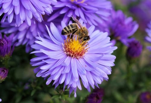 Bee on an Aster