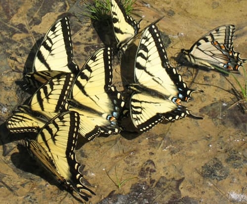 Yellow Swallowtail Butterfly