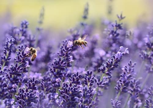 Lavender Plants with Bees 