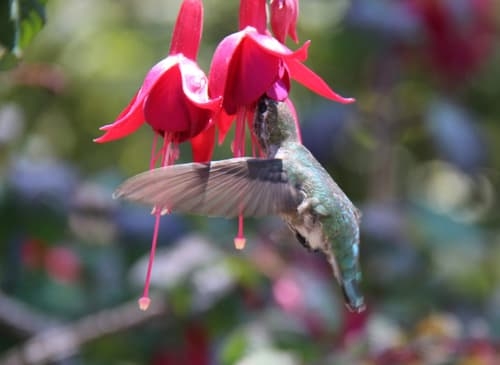 Hummingbird and Fuchsia Flowers