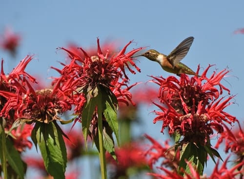 Hummingbird and Bee Balm