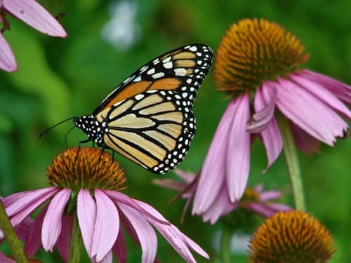 Butterfly on Coneflower