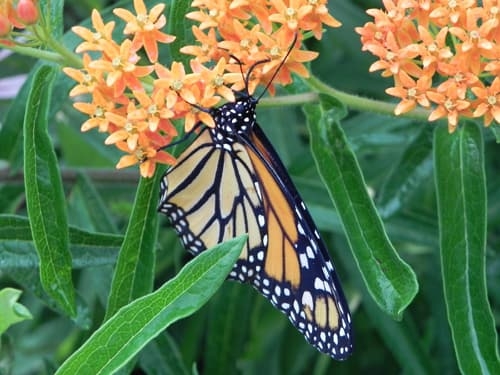 Butterfly and Milkweed