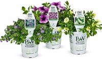 Proven Winners® Annuals