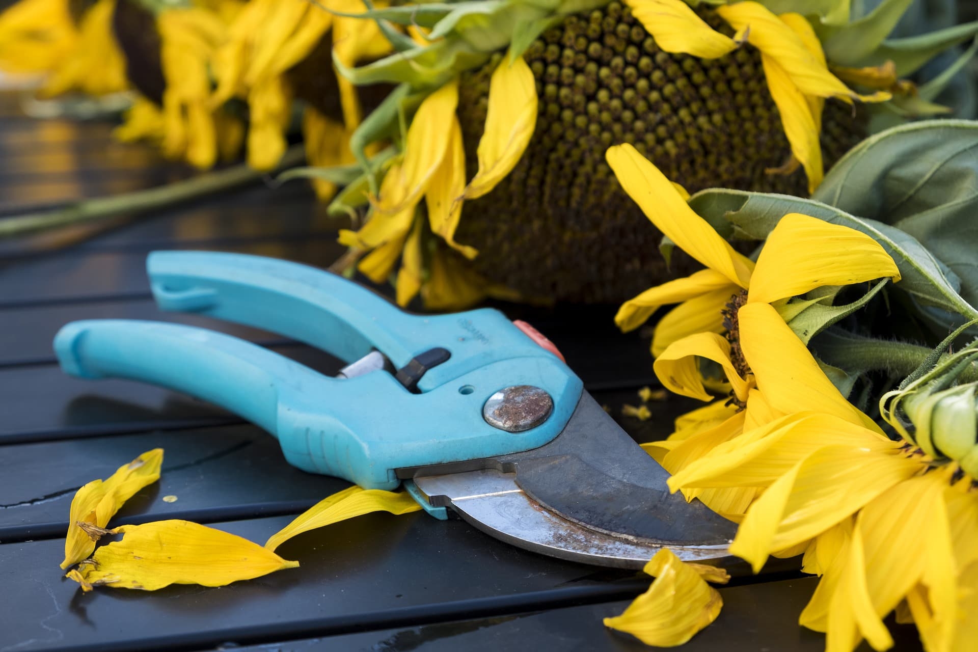 Pruners to Clean