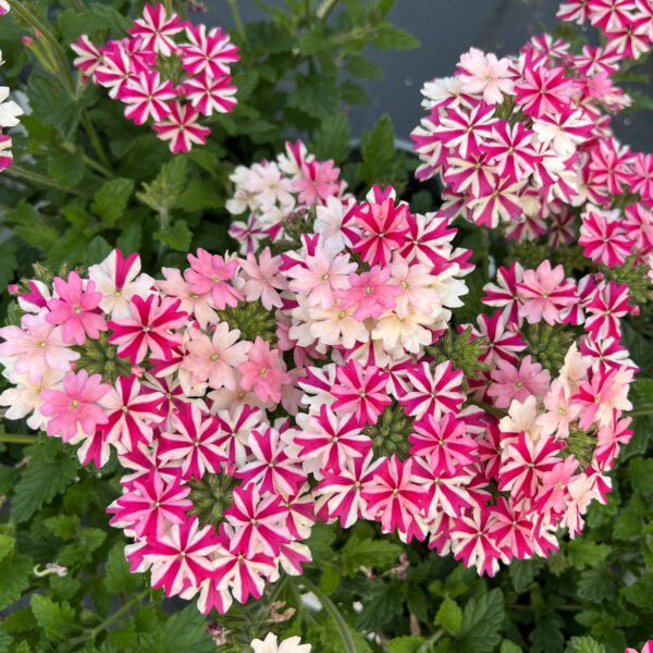 SUPERBENA ROYALE® Cherryburst Verbena - Annuals