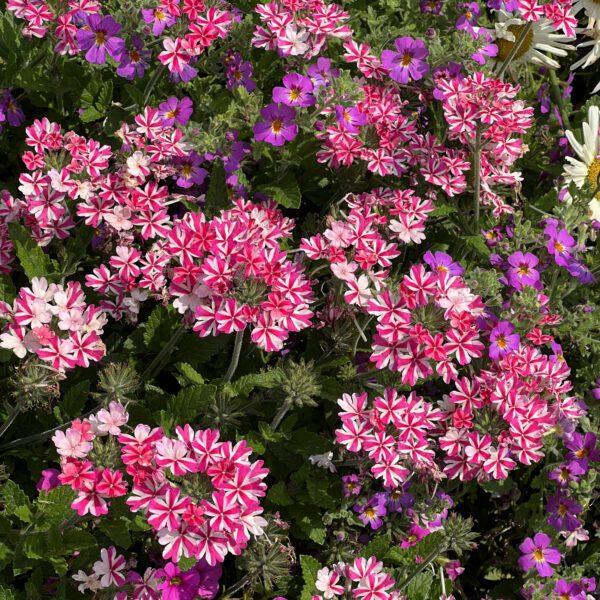 SUPERBENA ROYALE® Cherryburst Verbena - Annuals