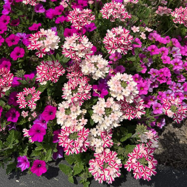 SUPERBENA ROYALE® Cherryburst Verbena - Annuals