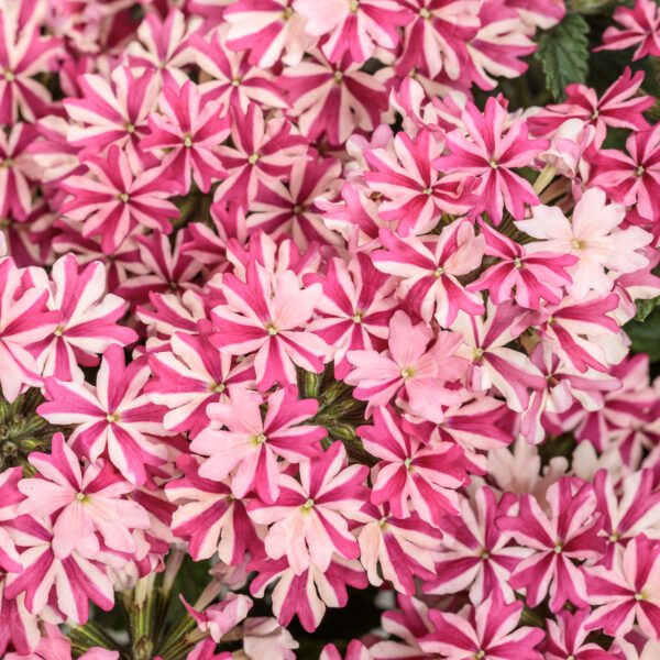 SUPERBENA ROYALE® Cherryburst Verbena - Annuals