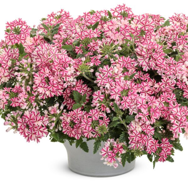 SUPERBENA ROYALE® Cherryburst Verbena - Annuals