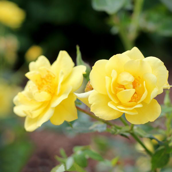 ROSA OSO EASY LEMON ZEST ROSE LANDSCAPE