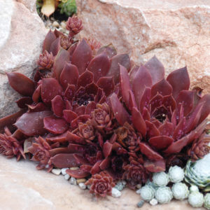 CHICK CHARMS® CHOCOLATE KISS™ Sempervivum