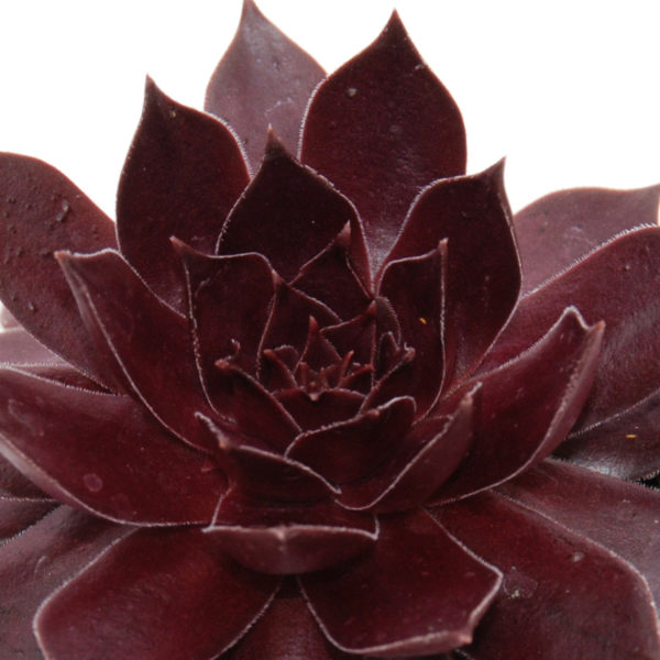 CHICK CHARMS® CHOCOLATE KISS™ Sempervivum - Image 2