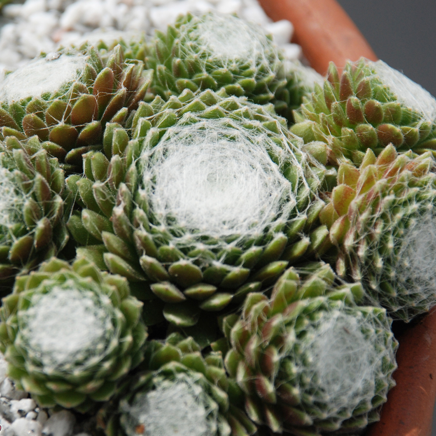 CHICK CHARMS® COTTON CANDY™ Sempervivum