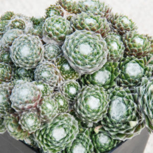 CHICK CHARMS® FRINGED FROSTING™ Sempervivum