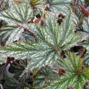 PEGASUS® Begonia