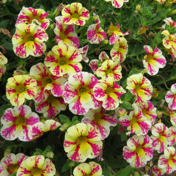 SUPERBELLS® HOLY MOLY!® Million Bells (Calibrachoa)