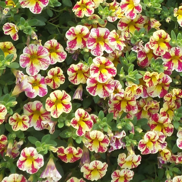 SUPERBELLS® HOLY MOLY!® Million Bells (Calibrachoa)