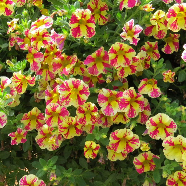 SUPERBELLS® HOLY MOLY!® Million Bells (Calibrachoa)