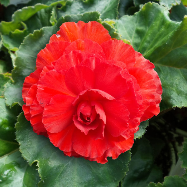 Begonia Nonstop Red Tuberous Begonia