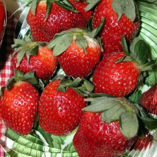 Fragaria Ozark Beauty Everbearing Strawberry