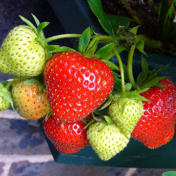 Fragaria Ozark Beauty Everbearing Strawberry