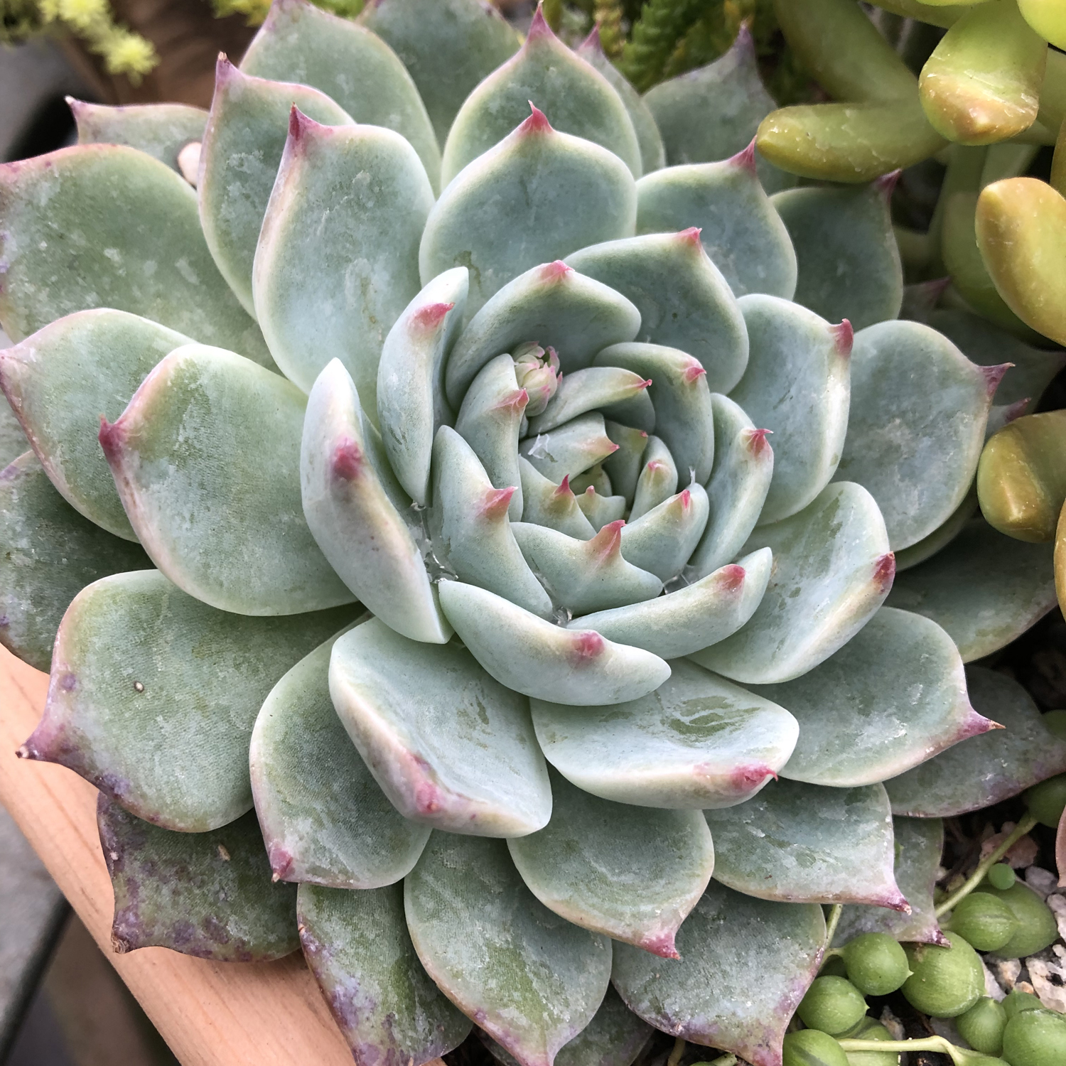 Echeveria colorata