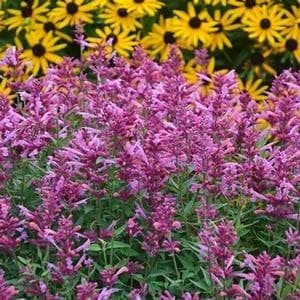 Agastache - Hyssop