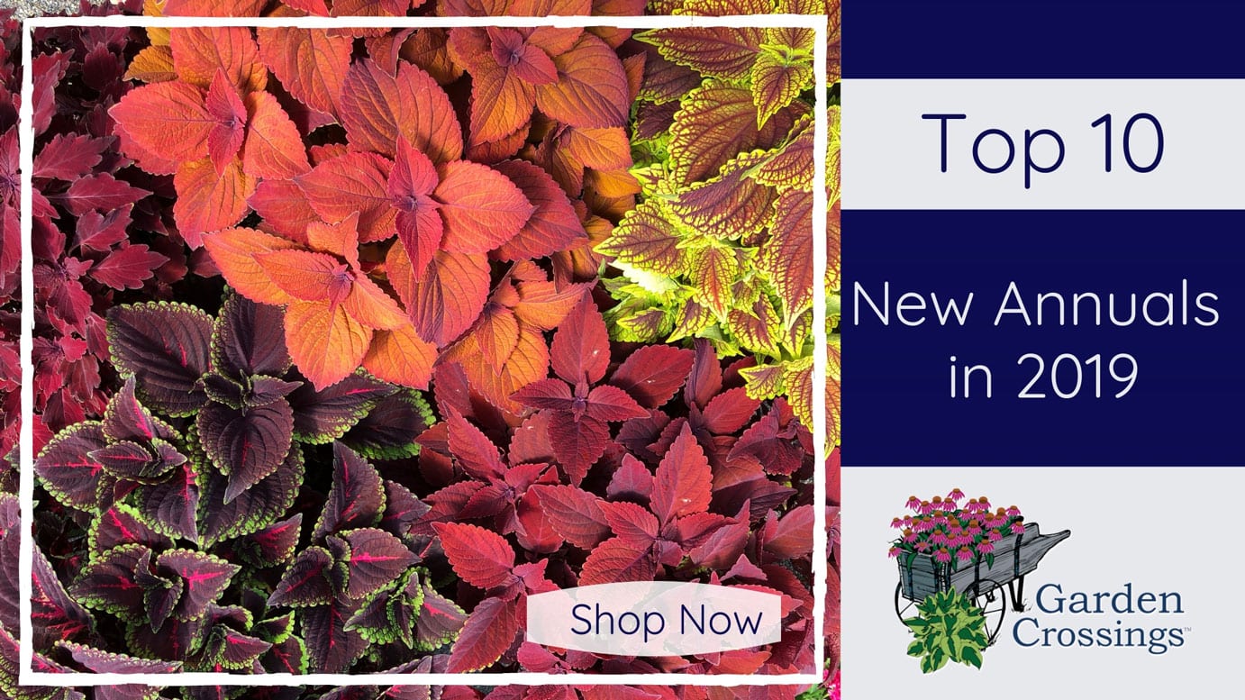 Top 10 Annual Picks for 2019