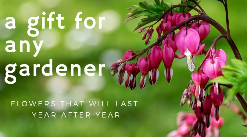 Valentines Gifts For Every Gardener