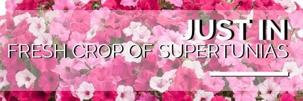 Supertunias, Just added