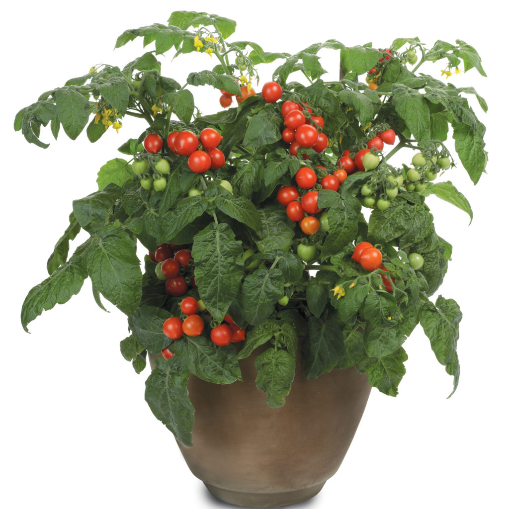Tomato Goodhearted