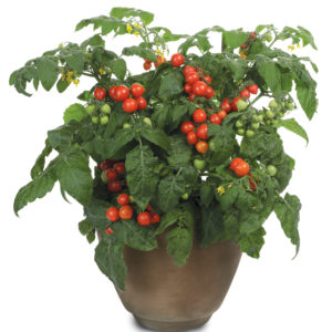 Tomato Goodhearted