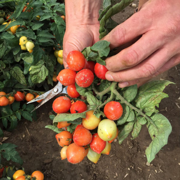 Goodhearted Cherry Tomato