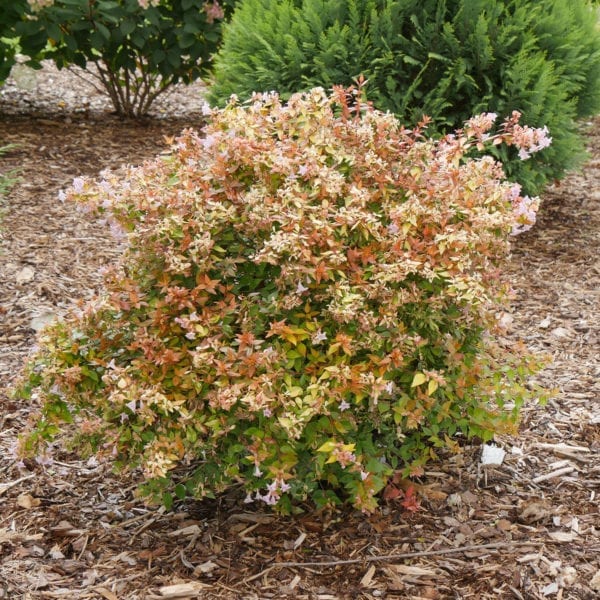 ABELIA FUNSHINE ABELIA