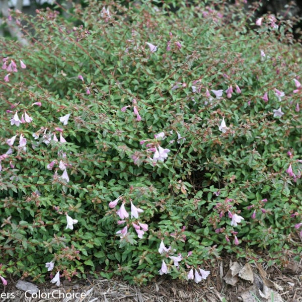 ABELIA PINKY BELLS ABELIA