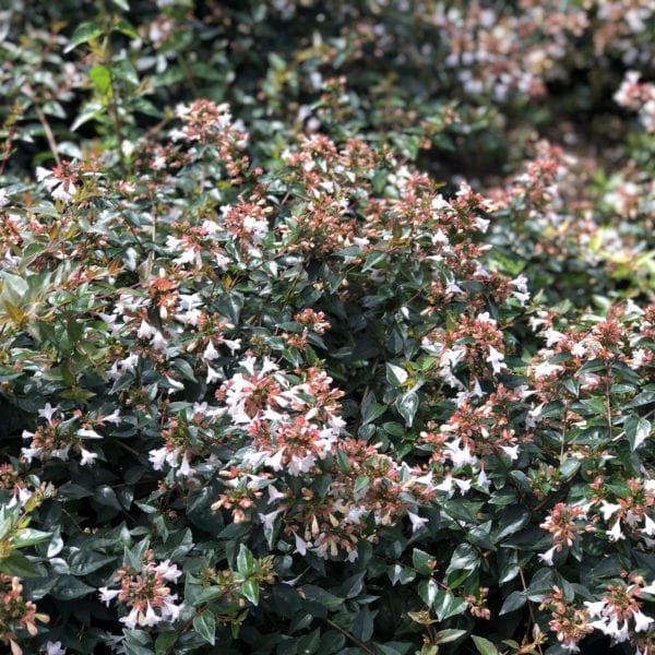 ABELIA RUBY ANNIVERSARY ABELIA