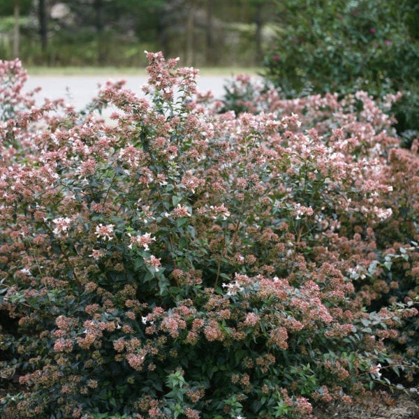 ABELIA RUBY ANNIVERSARY ABELIA